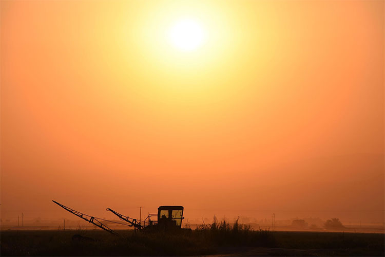 Quang cảnh một cánh đồng trong nắng gắt ở gần Bakersfield, bang California, Mỹ. 