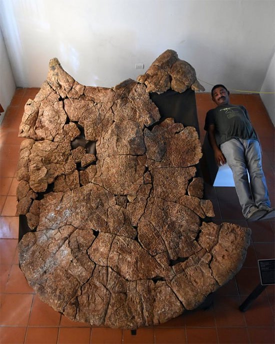 Nhà nghiên cứu sinh vật học Rodolfo Sanchez nằm cạnh một con rùa khổng lồ Stupendemys geographicus