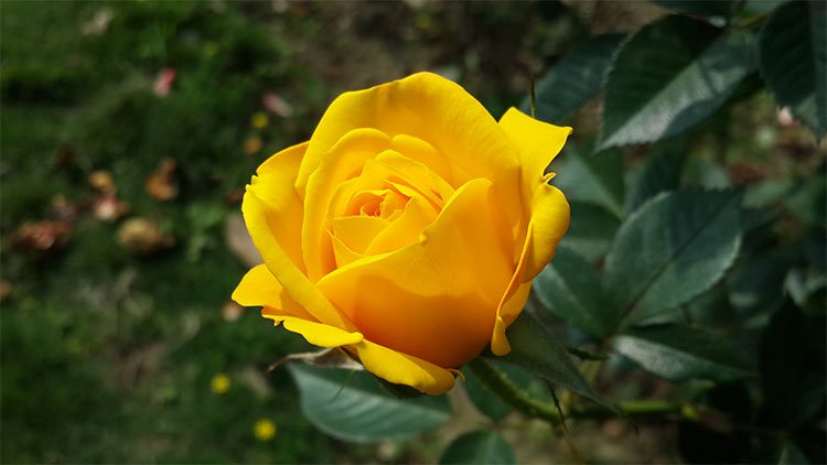 Hoa hồng vàng mang trong mình câu chuyện bi thương của nàng Elisa xinh đẹp.