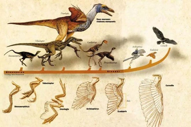 Những con chim tại thời điểm đó có được cấu trúc giải phẫu gần như tương tự những loài khủng long