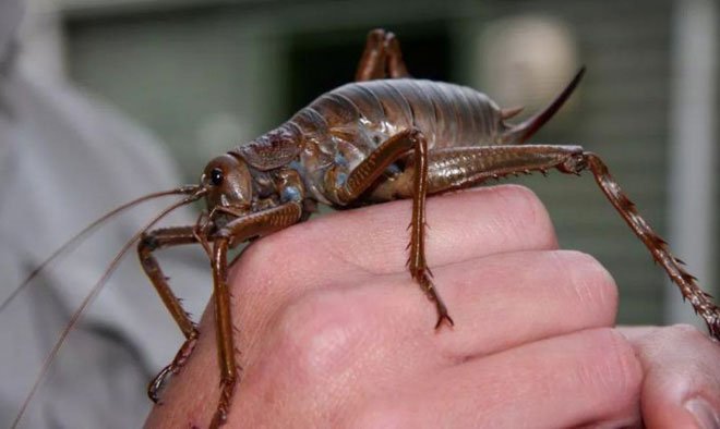 Dế Weta - côn trùng lớn nhất hành tinh hiện nay.