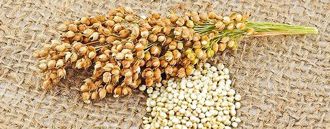 Hạt quinoa không thuộc họ hàng với lúa mạch hay ngũ cốc nên hoàn toàn không có chứa chất gluten