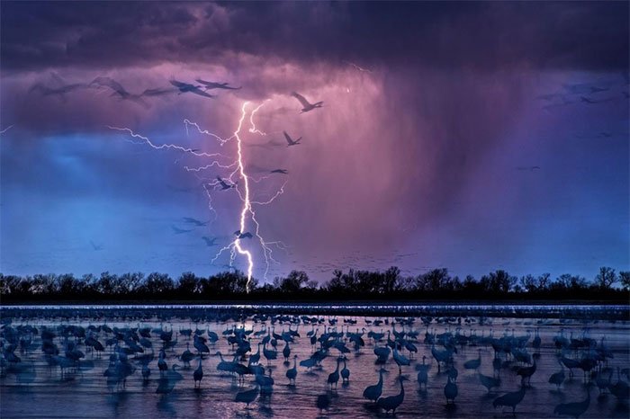 Những chú chim dưới bầu trời giông bão tại sông Platte bang Nebraska, Hoa Kỳ.