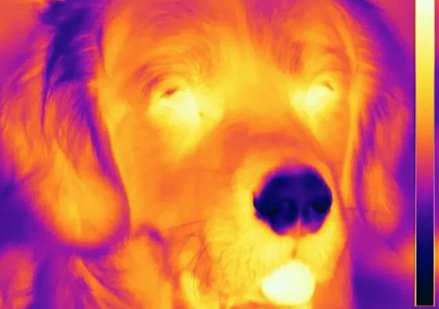 Tại sao loài chó có mũi lạnh hơn nhiệt độ bình thường?