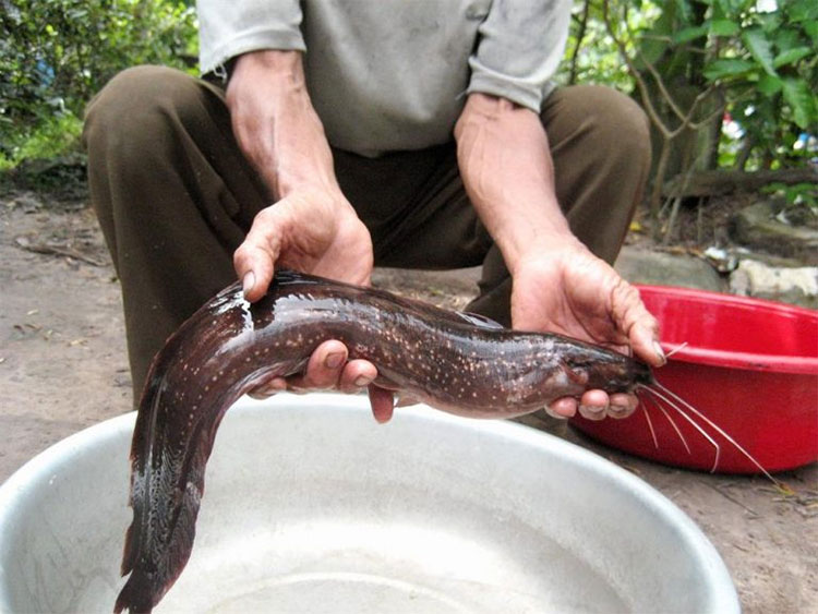 Cá trê suối Phú Quốc là loài cá suối đặc hữu của Đảo Ngọc.