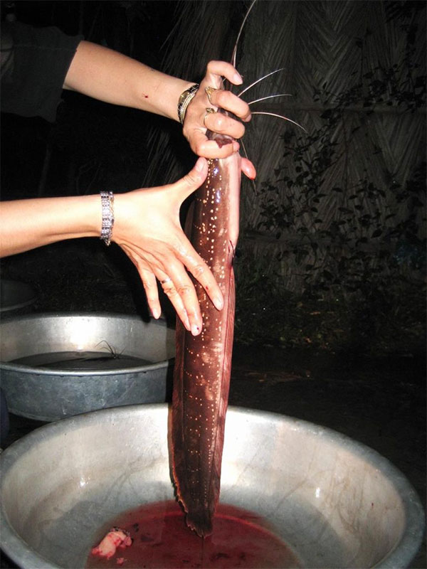 Cá trê suối Phú Quốc về hình dáng, màu sắc khác nhiều so với cá trê thông thường.