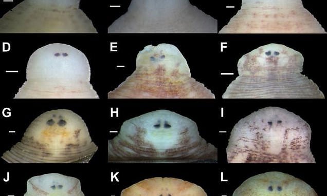 Vị trí và hình dạng mắt là đặc điểm giúp nhận dạng các loài đỉa mới.
