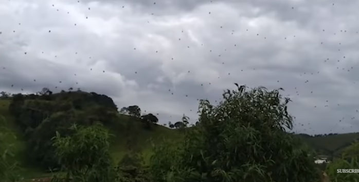Hàng trăm con nhện treo lơ lửng trên không trung.