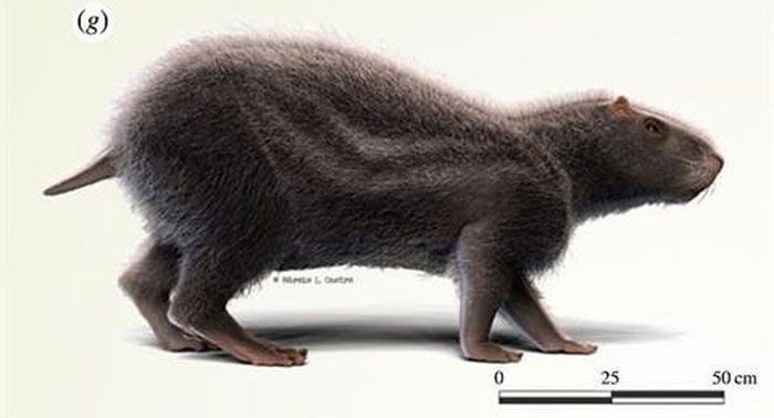 Loài chuột khổng lồ có kích thước lớn nhất từng tồn tại ở Nam Mỹ.
