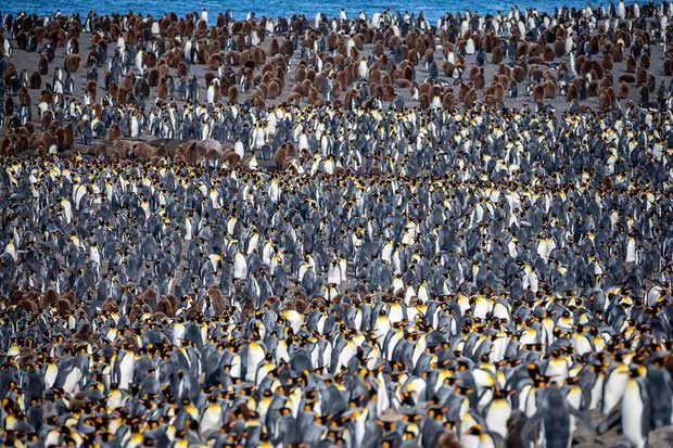 Cứ đến mùa giao phối, hàng trăm ngàn con chim cánh cụt sẽ di chuyển đến địa điểm này để sinh sản.