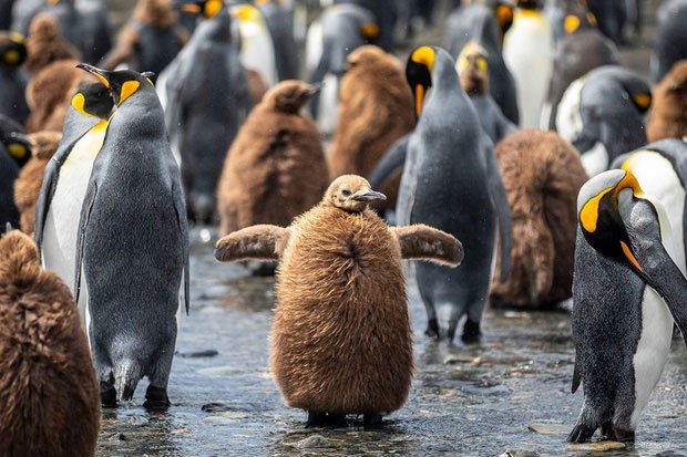Những con cánh cụt non với bộ lông khác biệt so với con trưởng thành.