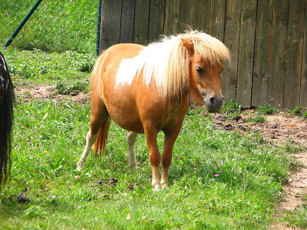 Loài ngựa lùn độc nhất thế giới
