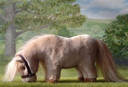 Chúng dễ phân biệt với các giống ngựa khác vì có bộ lông khá dày dài và đẹp. 