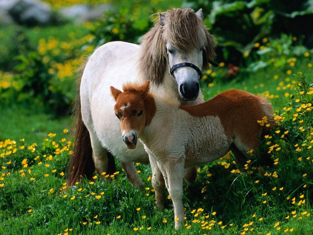 Loài ngựa lùn độc nhất thế giới