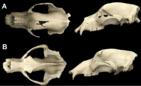 Hình chụp CT tái tạo lại cấu trúc họp sọ gấu hang