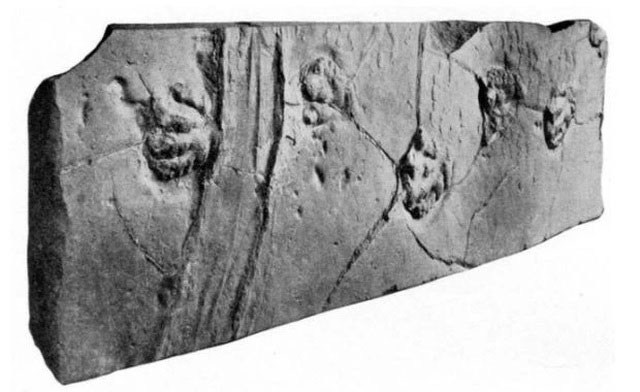 Dấu vết này trên hóa thạch dấu chân khủng long được cho là do một tảng đá trượt tạo ra.