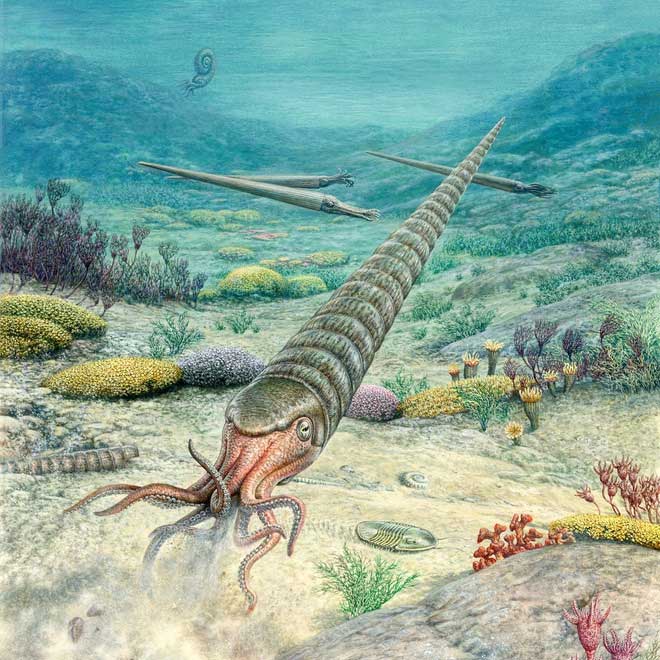 Mô tả hình ảnh về đời sống dưới đại dương ở Kỷ Ordovic