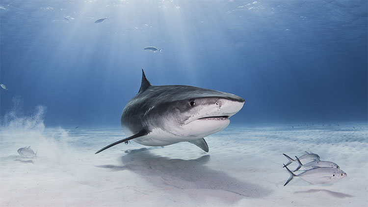 Số lượng cá mập suy giảm nghiêm trọng tại Địa Trung Hải trong những năm qua.
