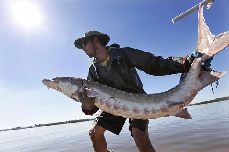 Một con cá tầm Đại Tây Dương được thả trở lại sông James ở Charles City, bang Virginia