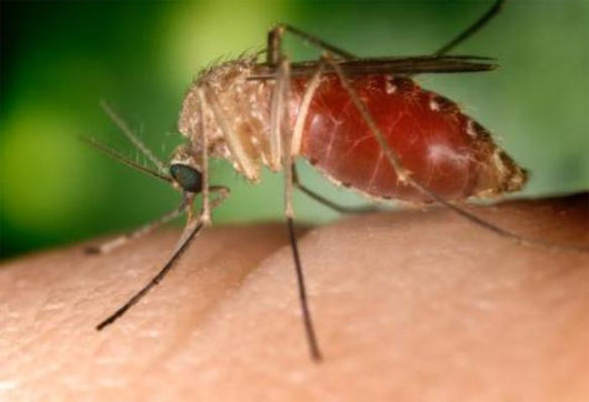 Một số người da mỏng hay sở hữu nhóm máu O sẽ trở thành mục tiêu ưu thích của muỗi.