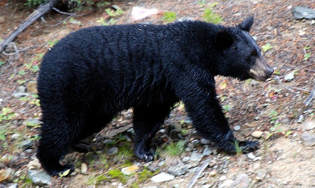 Gấu đen Bắc Mỹ