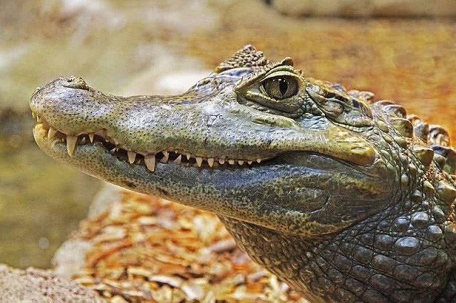 Cá sấu mõm ngắn Mỹ
