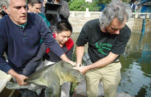 Cá thể rùa mai mềm Dương Tử cái được đưa tới công viên Sơn Phương năm 2008.