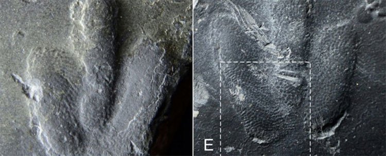 Hình ảnh dấu chân khủng long mới được phát hiện.