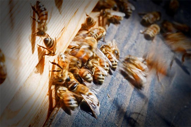 Vào mùa xuân năm 2013, có một đàn ong đã làm tổ trên mái nhà kho đồ thánh.