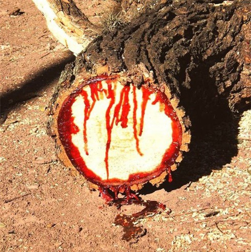 Loài cây “chảy máu ở Nam Phi