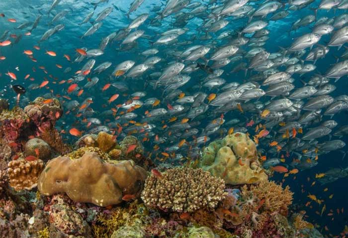 Tiếp xúc với nhiệt độ ở mức nguy hiểm dưới đại dương sẽ dẫn tới những cuộc tẩy trắng san hô hàng loạt.