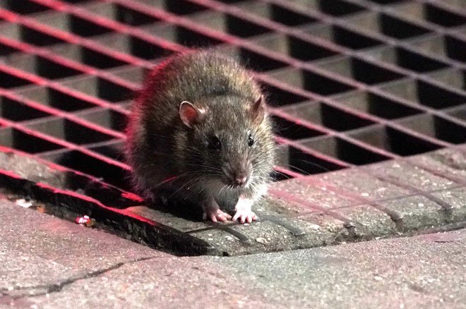 Những con chuột đói ăn do nhà hàng đóng cửa mùa dịch khiến chính quyền nhiều nơi đau đầu