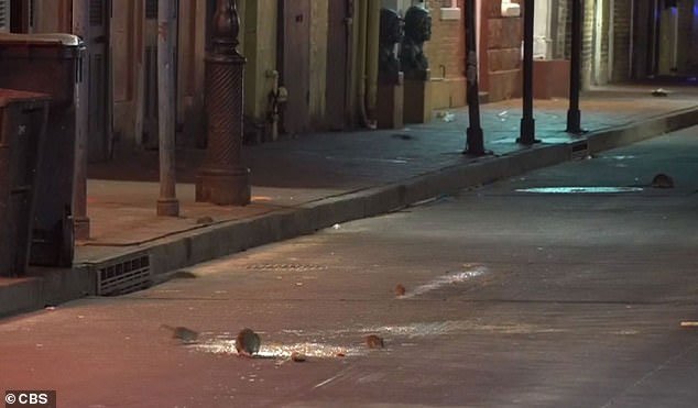 Những con chuột ùa ra đường phố New Orleans kiếm ăn khi các nhà hàng đóng cửa tránh dịch.