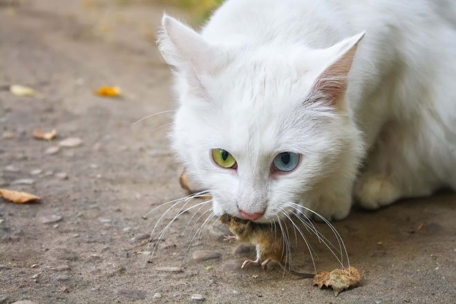 Mèo hoang được bang Washington dùng để tiêu diệt những con chuột đói khát.