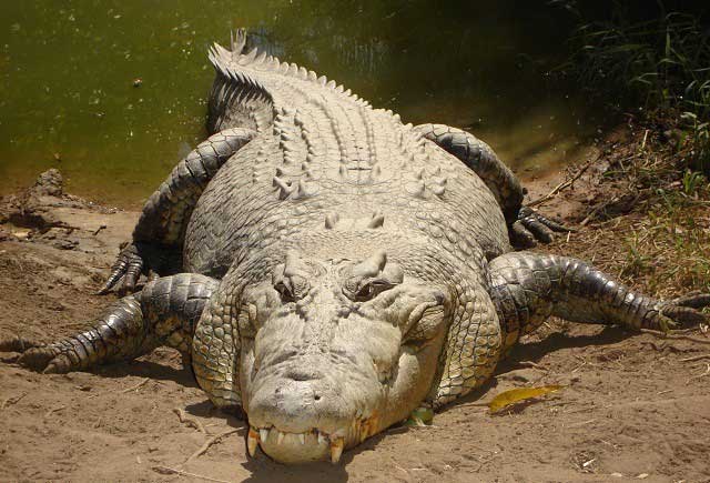 Cá sấu có thể ngủ một mắt nhắm, một mắt mở.