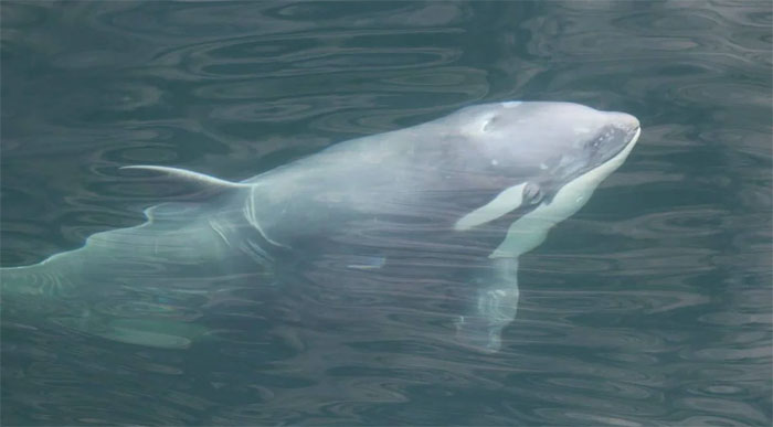 Con cá voi sát thủ màu trắng một tuổi.