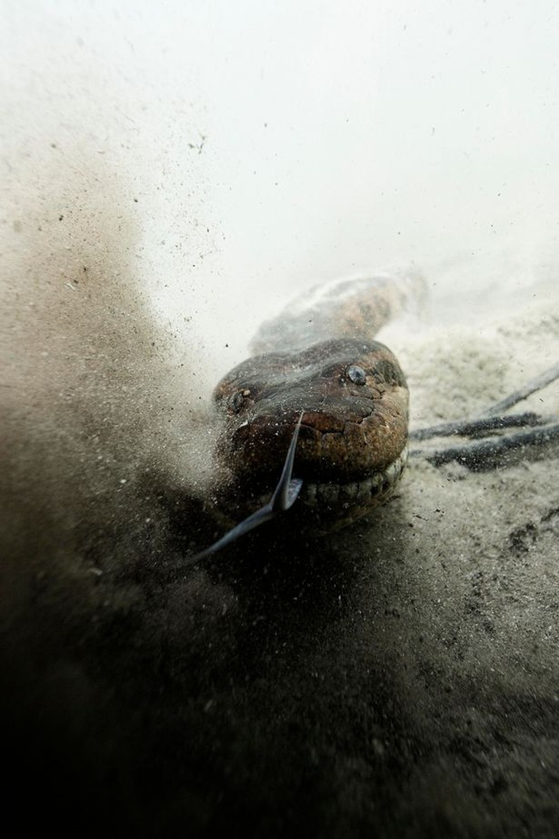 Run rẩy xem thợ lặn đối đầu trăn anaconda khổng lồ dài 6m