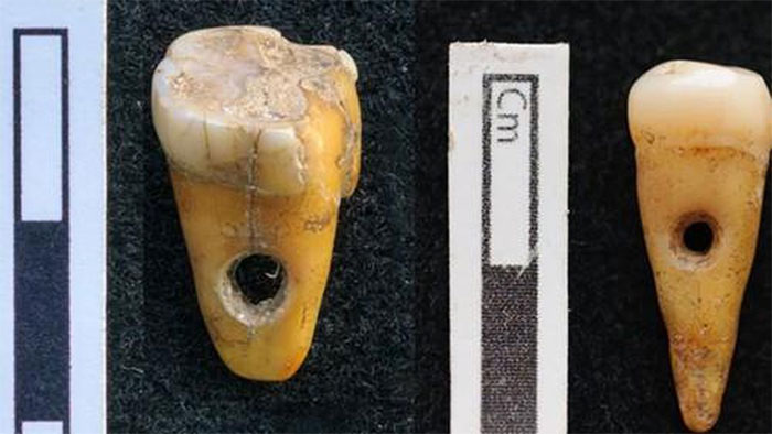 Hai chiếc răng được đục lỗ nhỏ để làm trang sức.