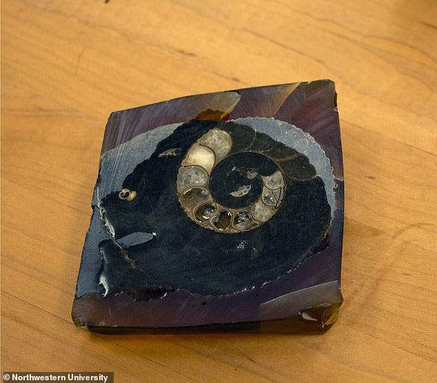Một vỏ ốc hóa thạch được tìm thấy ở Nam Cực sắp được phân tích trong phòng thí nghiệm.