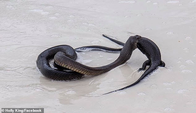 Con rắn độc tấn công và giết chết con kỳ đà cỡ lớn.