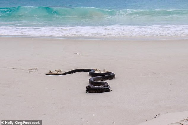 Tuy nhiên, khi phát hiện thấy có người xuất hiện, con rắn đã tha bữa ăn của mình đi nơi khác để thưởng thức.