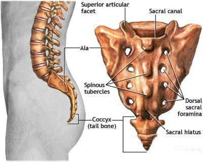 Xương cụt, hay còn gọi là xương đuôi của con người (Coccyx).