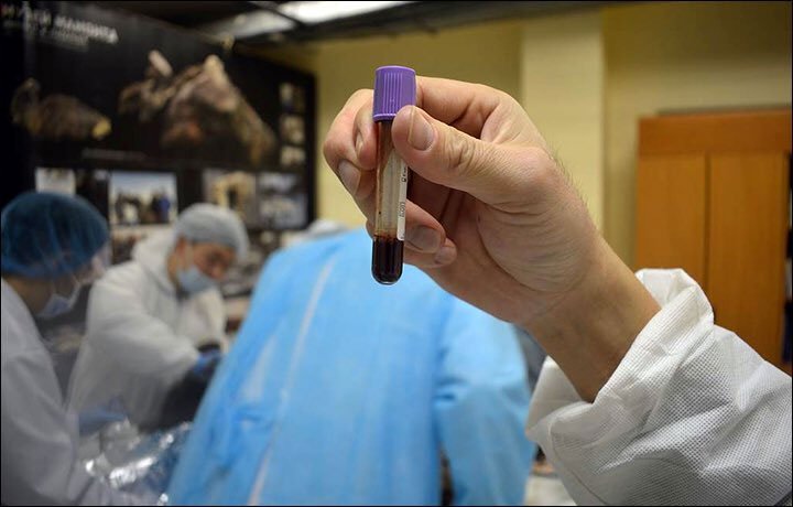 Mẫu máu từ xác ướp 42.000 năm tuổi mà các nhà khoa học thu thập được.