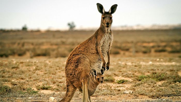 Kangaroo là biểu tượng của Úc.