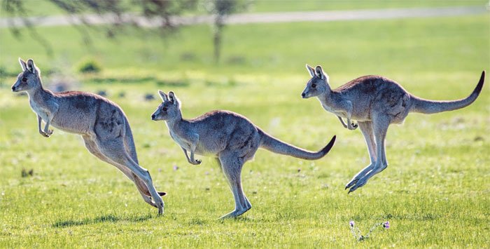 Kangaroo thực sự có chiếc chân thứ năm chính là cái đuôi mạnh mẽ sau lưng nó