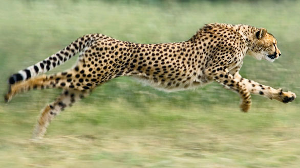 Báo Cheetah hiện nay vẫn không có đối thủ ở các cự ly tốc độ