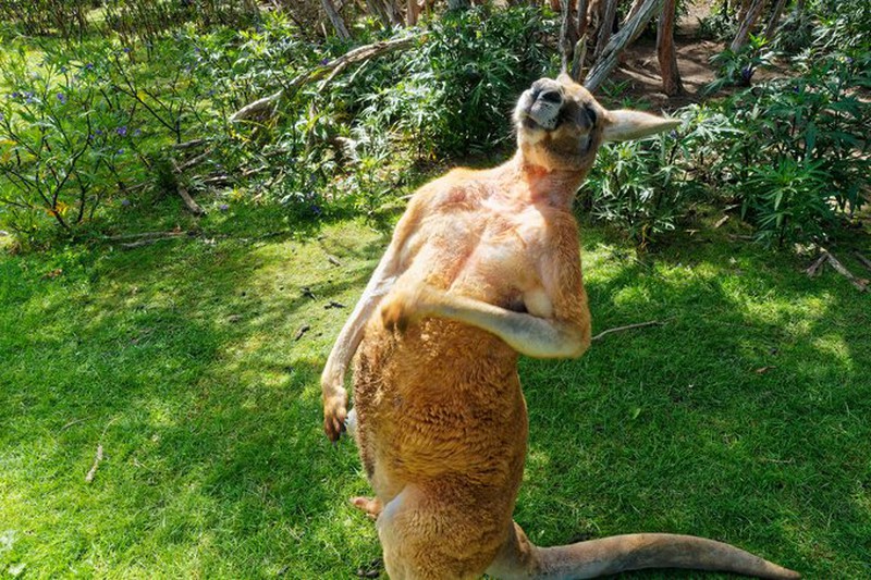 Kangaroo hung hang duoi giet ba lao, gay thuong tich nang