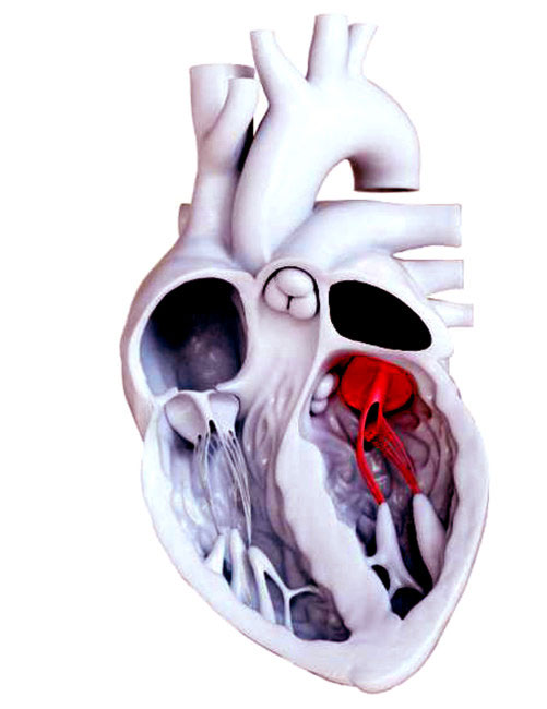 Mô hình cho thấy van hai lá  nằm ngay trung tâm của tim.