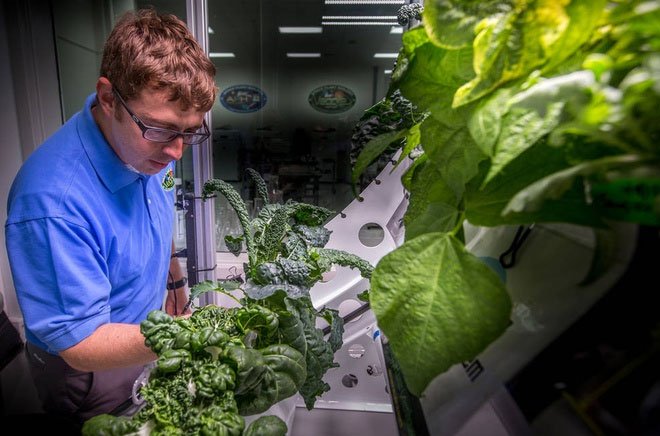 Thí nghiệm trồng rau diếp đỏ trong môi trường không gian được thực hiện từ năm 2014-2016
