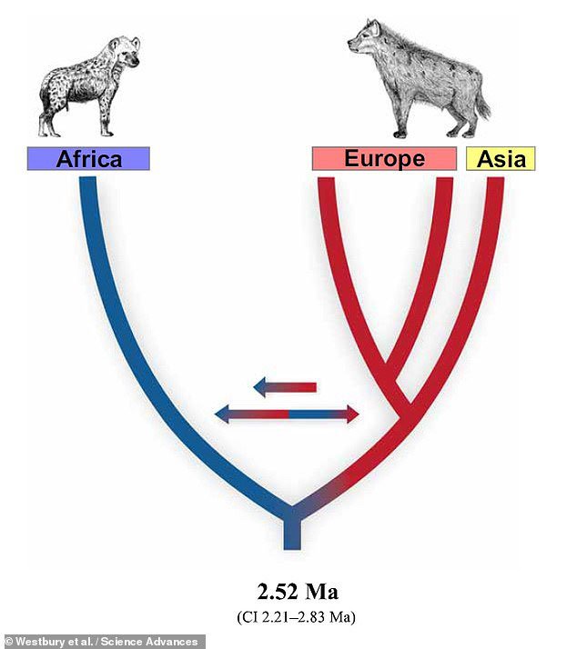 Linh cẩu châu Phi từng rất khác biệt trước khi hòa dòng máu với linh cẩu Á-Âu.